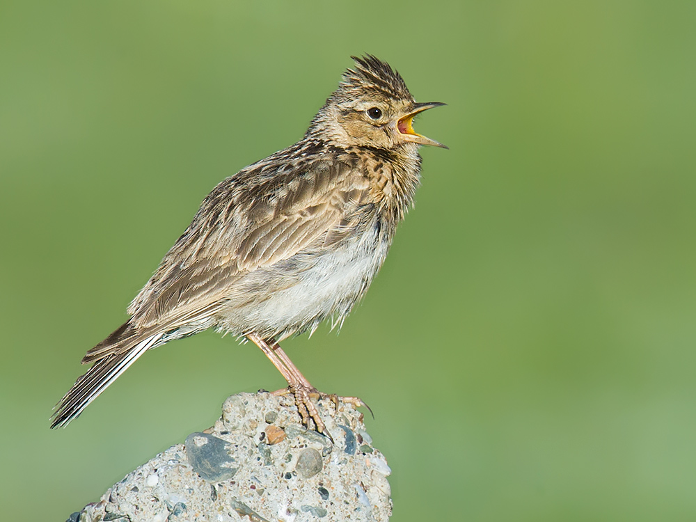 Oriental Skylark