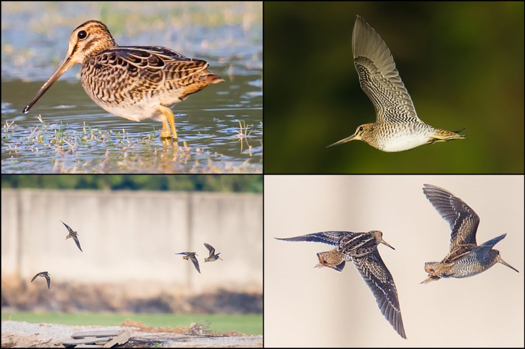 Pin-tailed/Swinhoe's Snipe