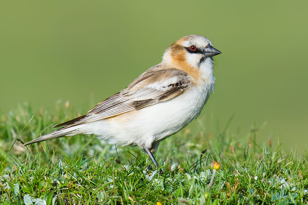 Rufous-necked Snowfinch