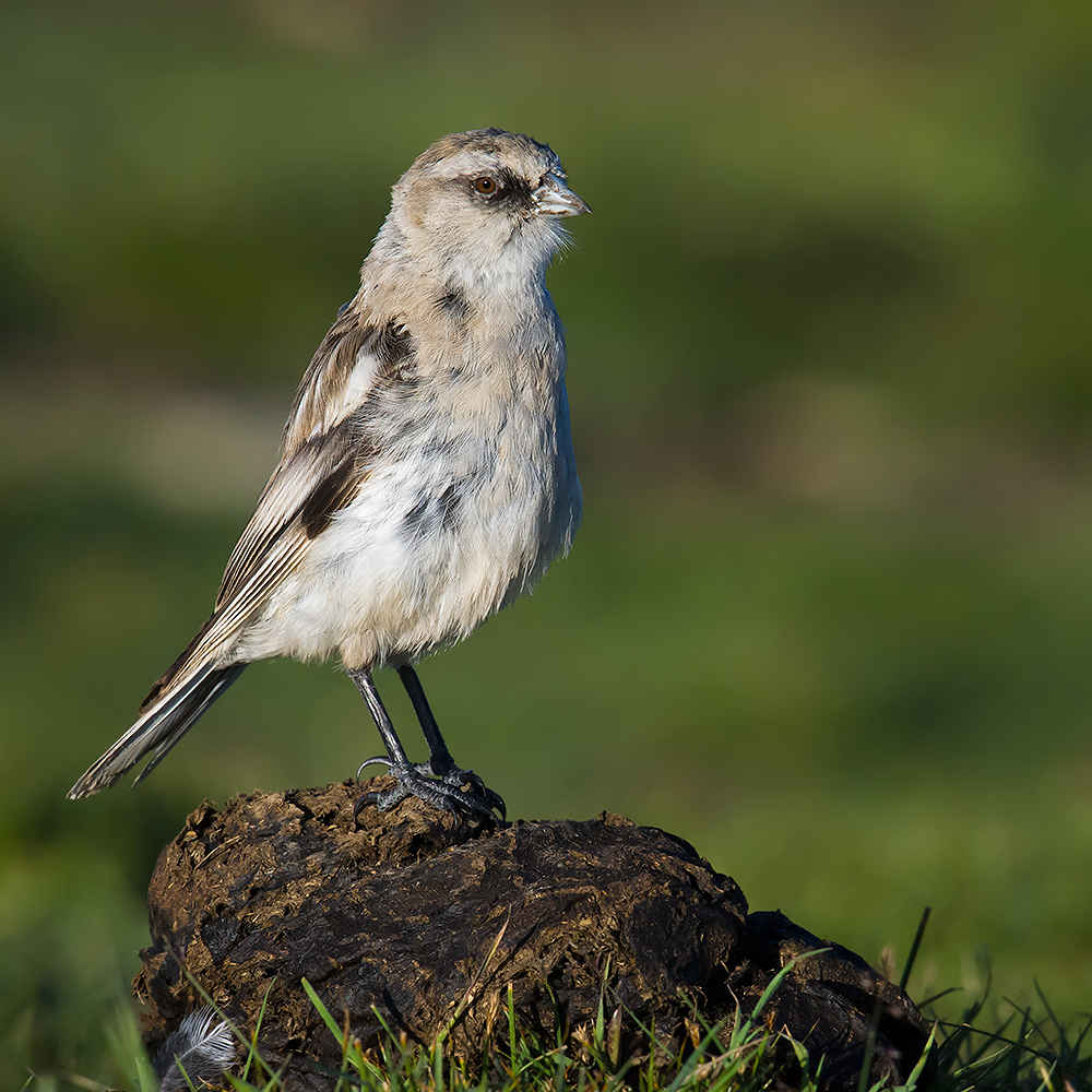 White-rumped Snowfinch