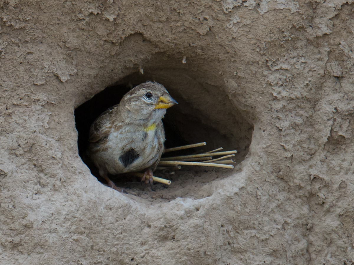 Rock Sparrow