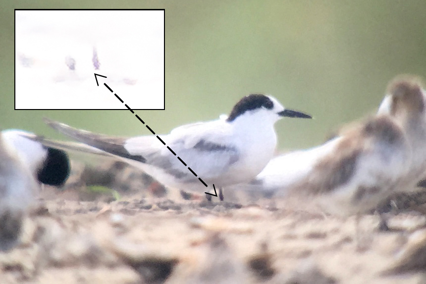 Common Tern