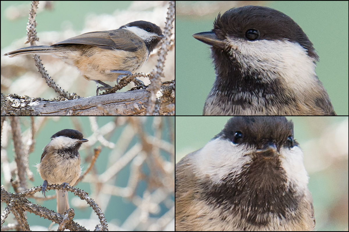 Willow Tit