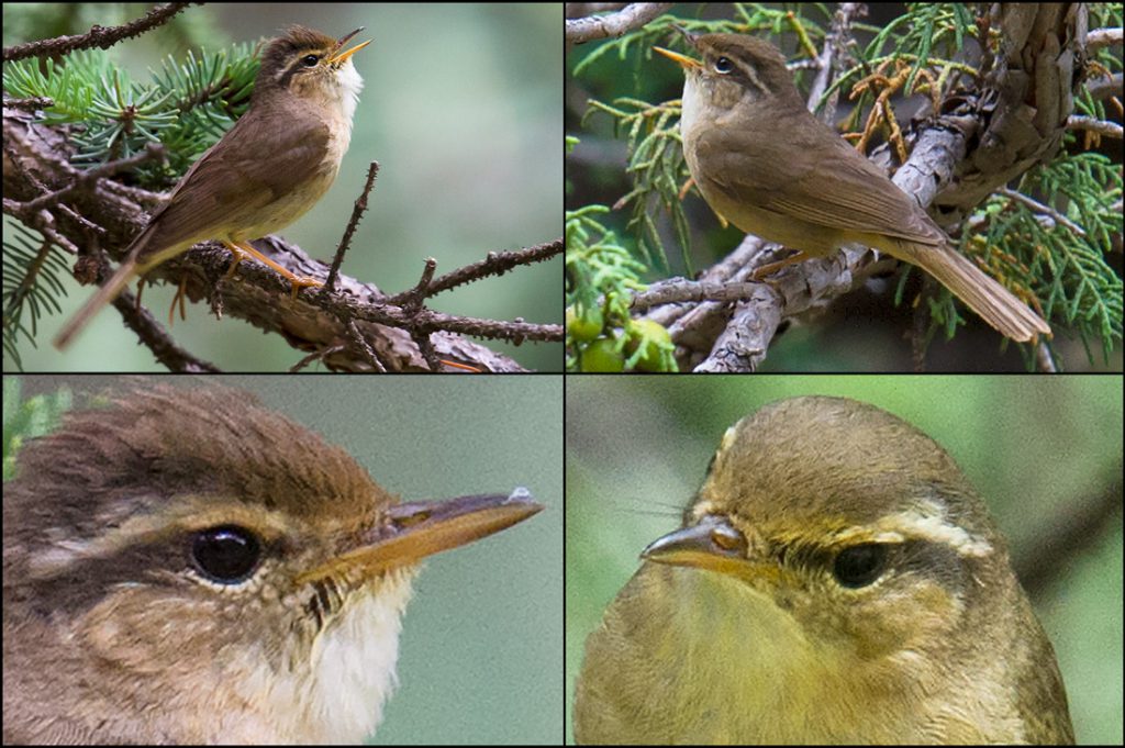 Yellow-streaked Warbler