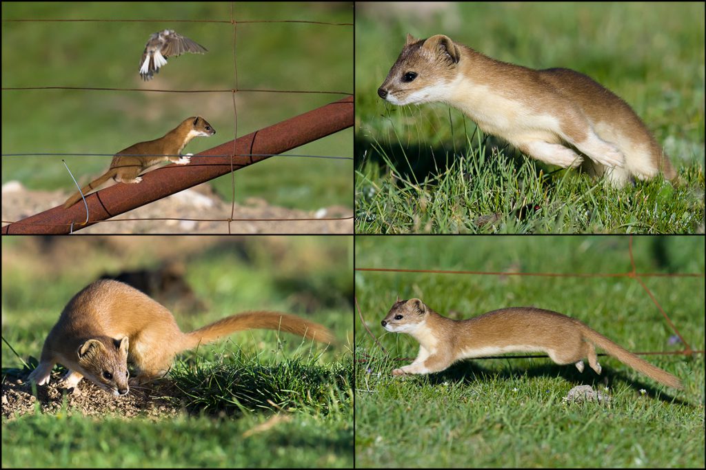 Mountain Weasel