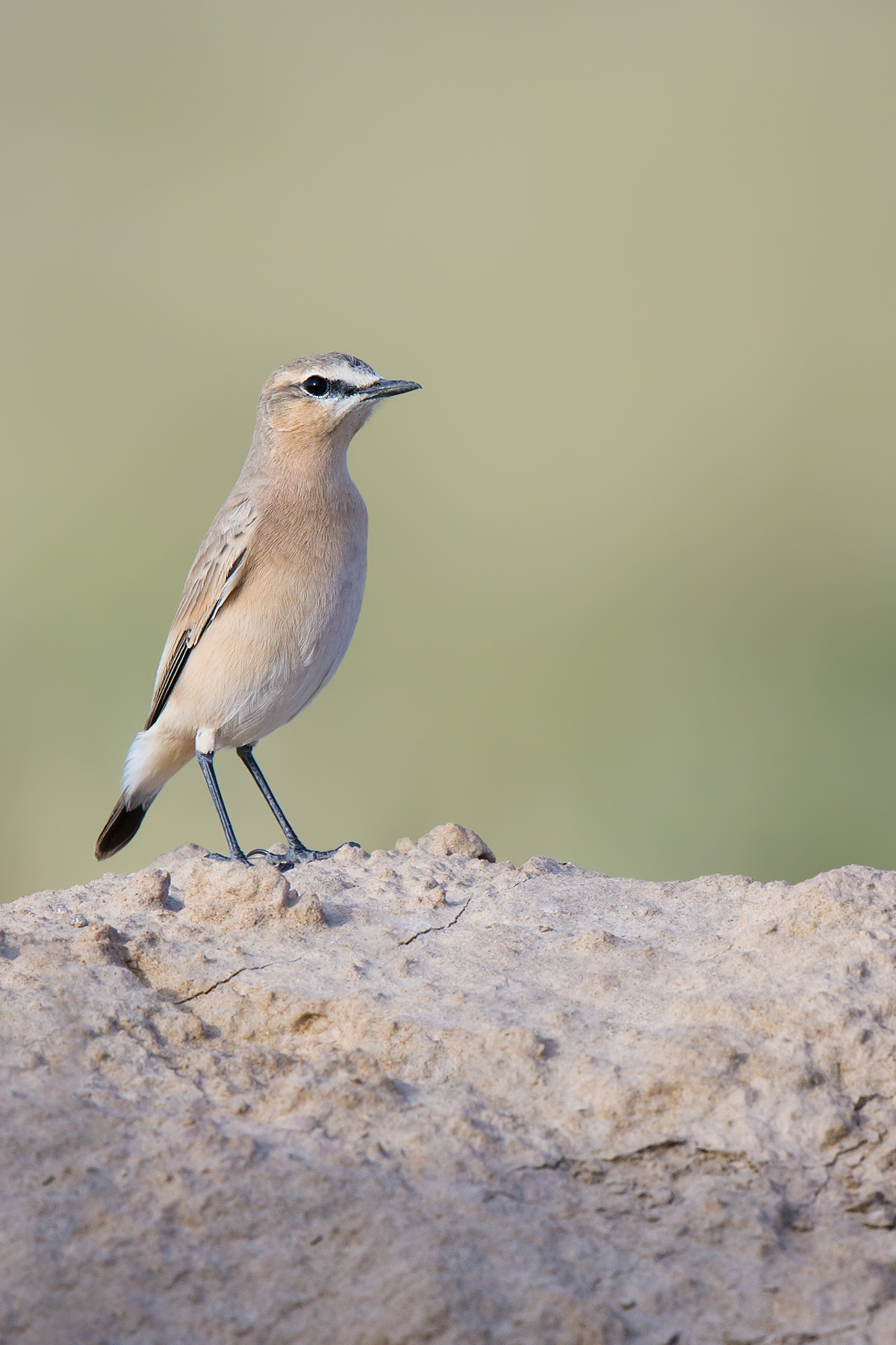 Isabelline Wheatear