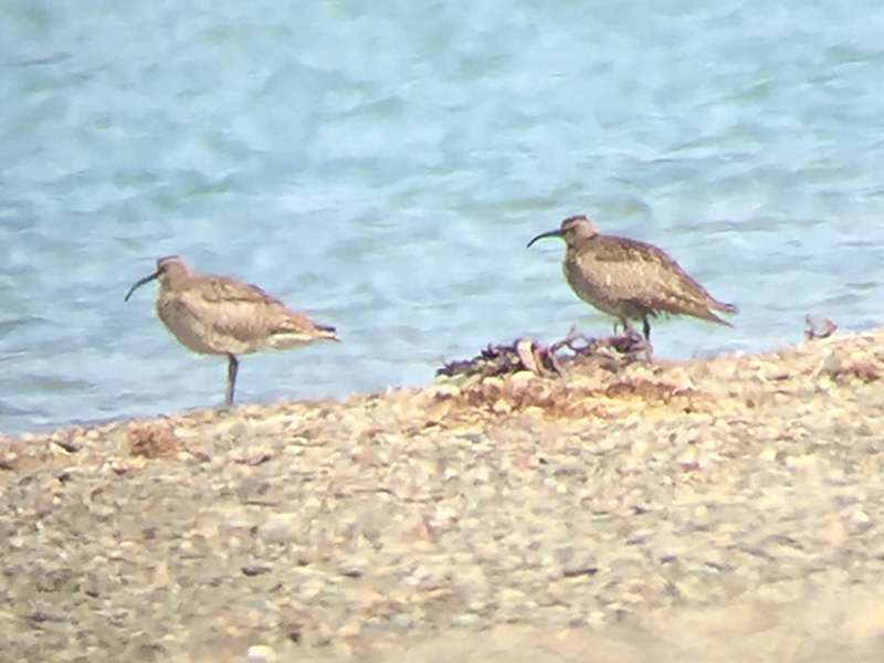 Eurasian Whimbrel