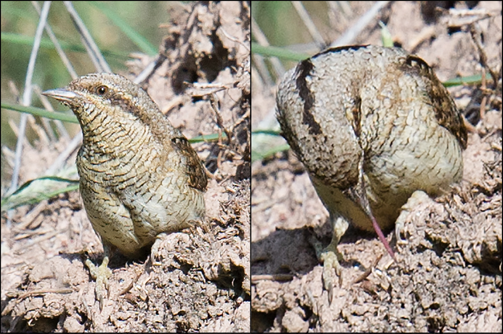 Eurasian Wryneck