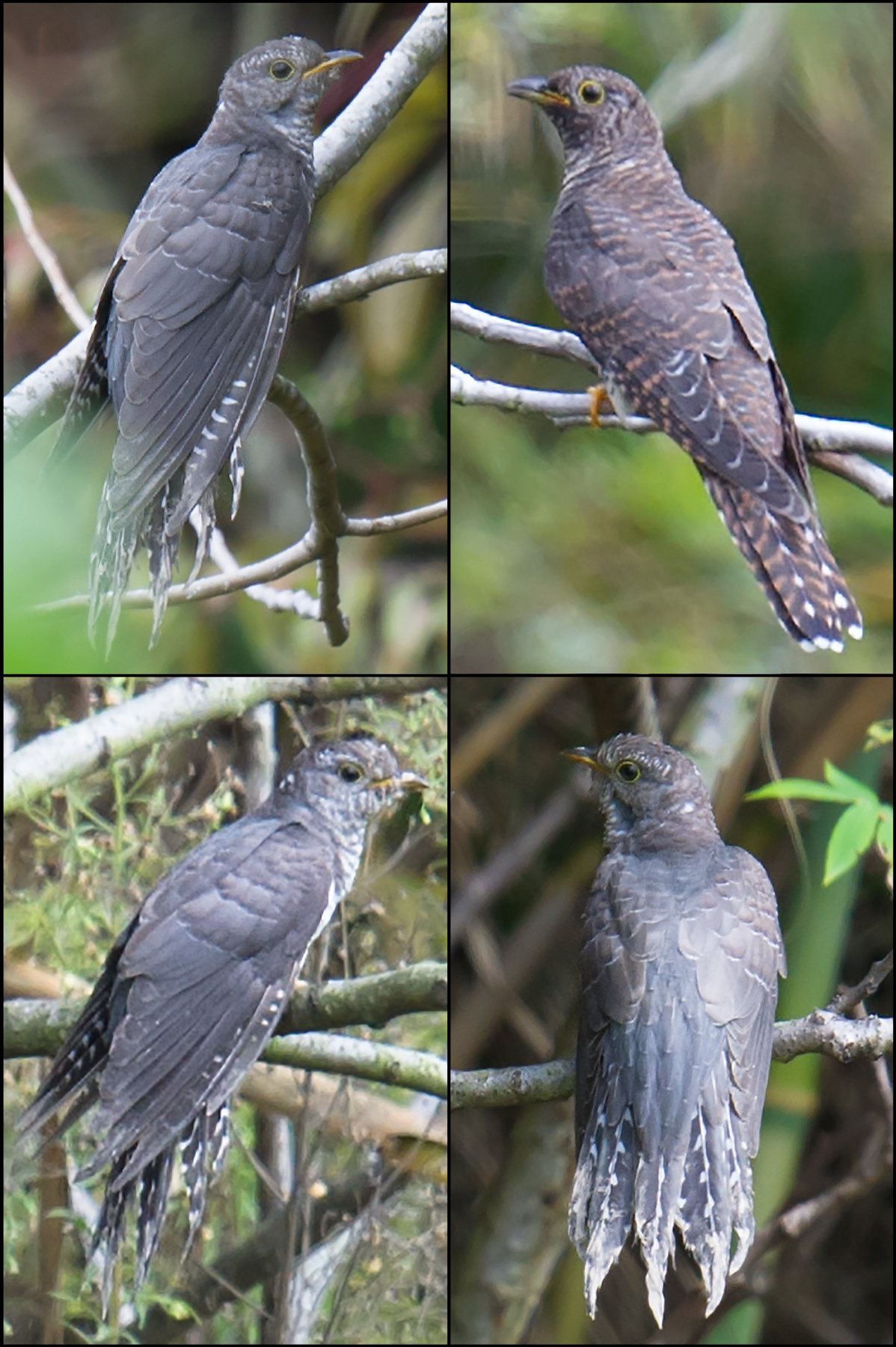 Lesser Cuckoo