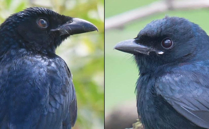 L: Crow-billed Drongo, Nanhui, 11 Oct. 2016. Photo by kaca. R: Black Drongo, Yangkou, Jiangsu, 29 April 2012 (Craig Brelsford). Crow-billed shows a stouter bill than Black.