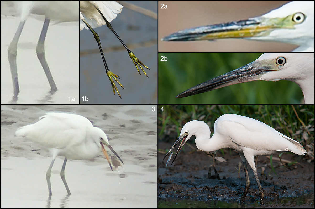 Chinese Egret and Little Egret