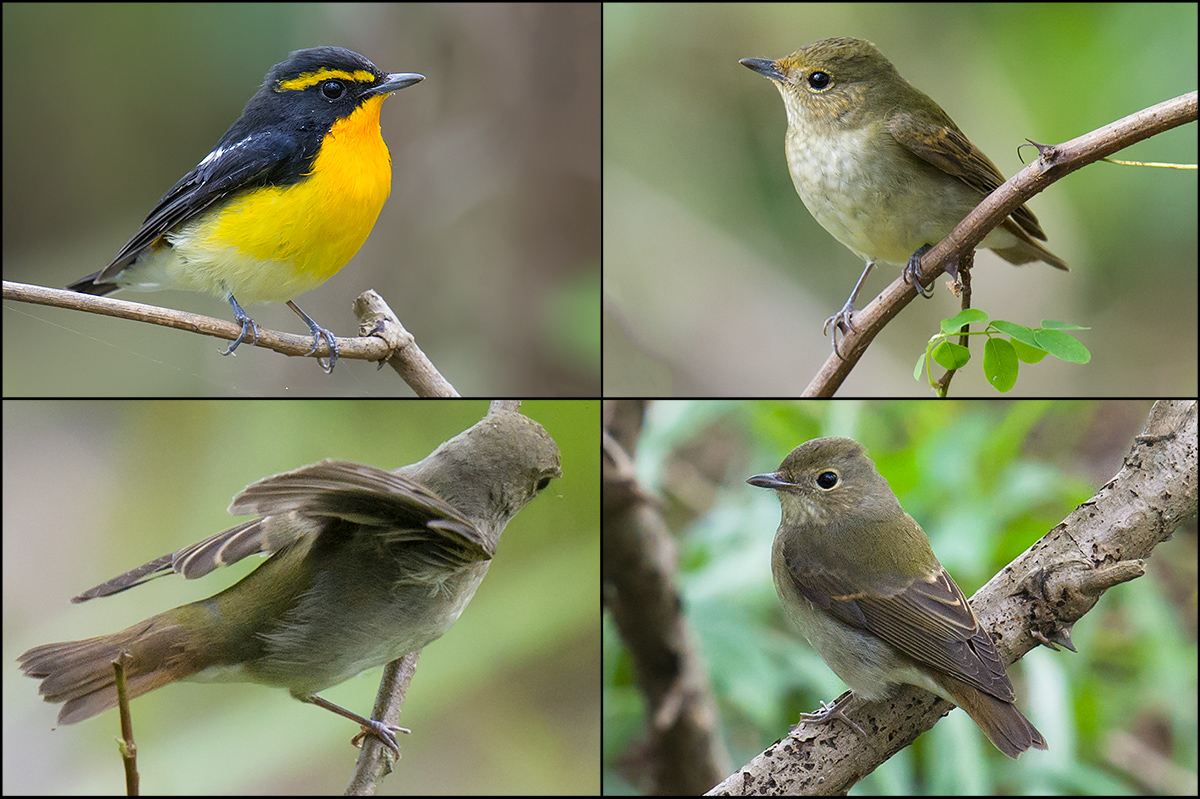 Narcissus Flycatcher