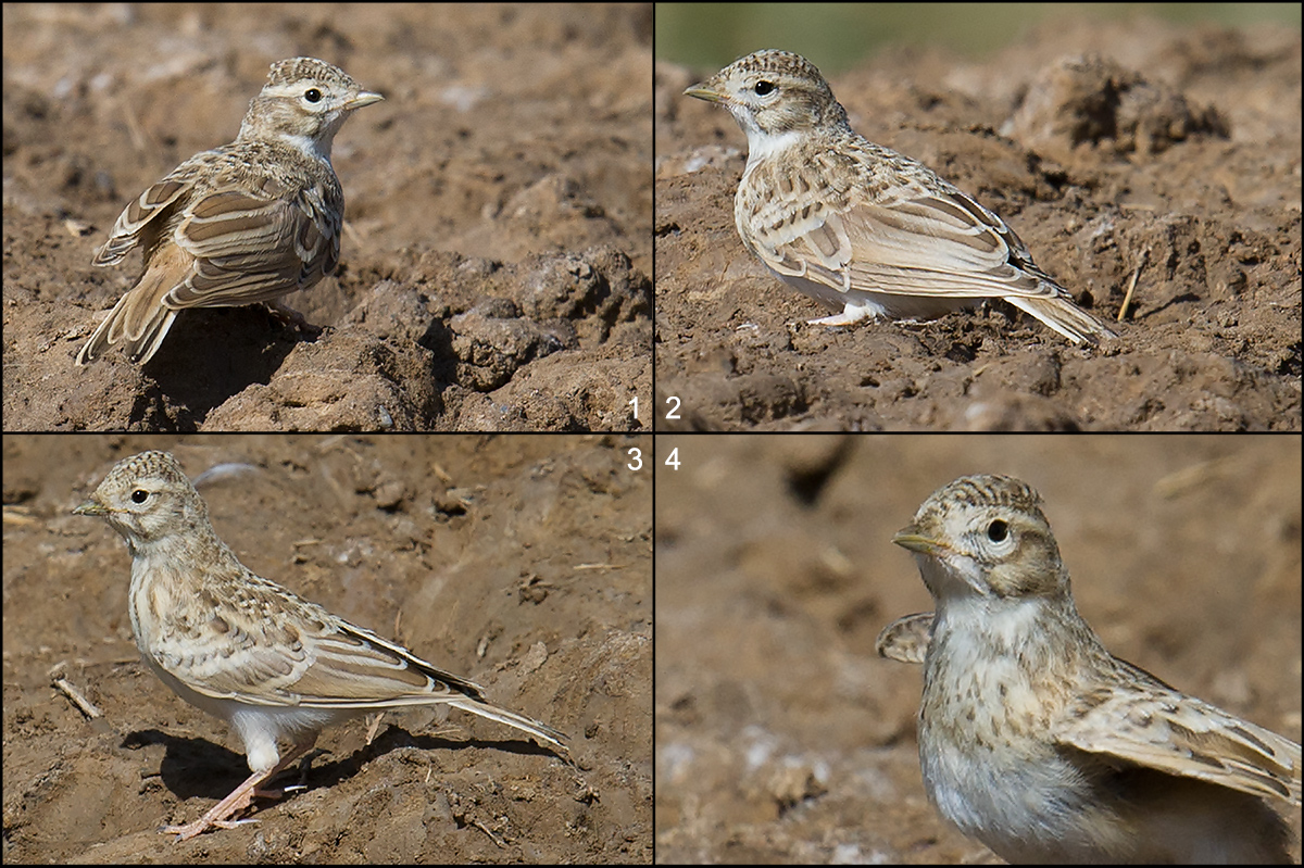 Asian Short-toed Lark