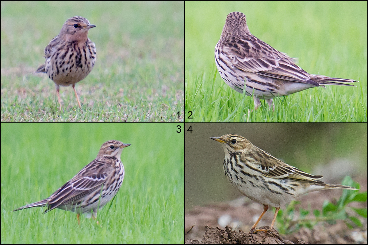 Red-throated Pipit