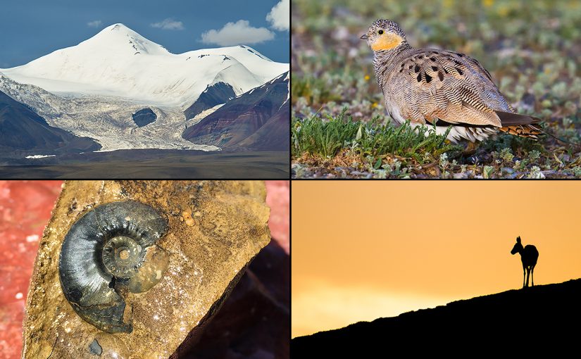 Birding the Forbidden Lake: Hala Lake, Qinghai