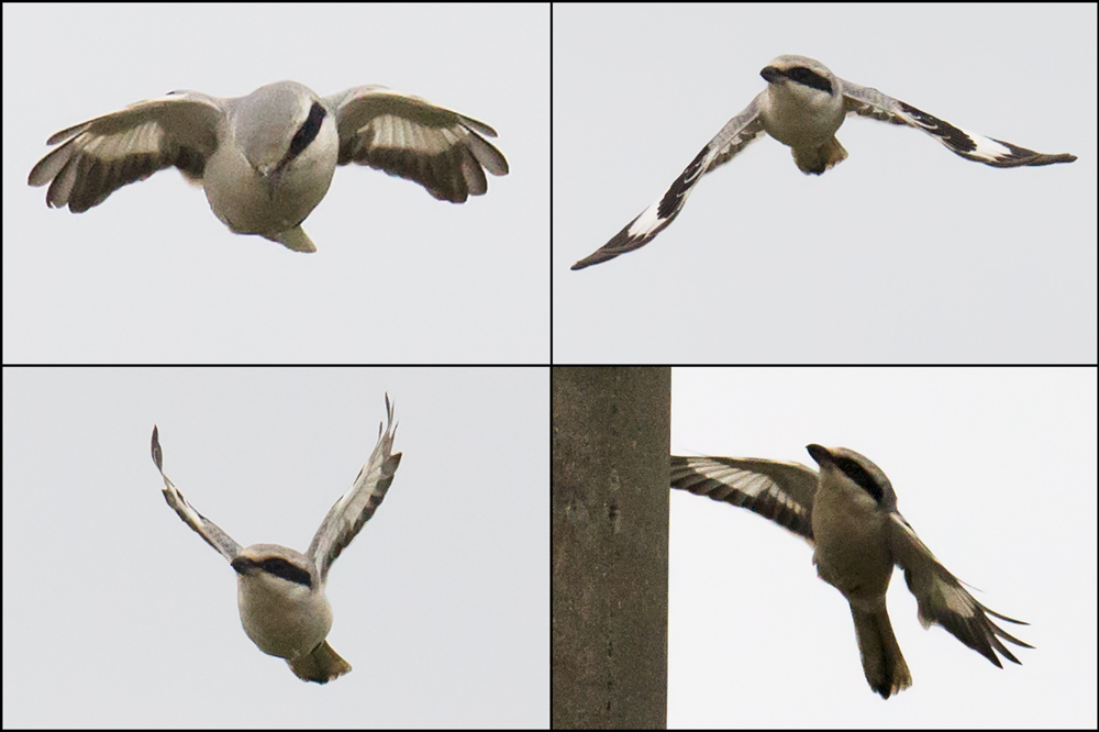 Chinese Grey Shrike