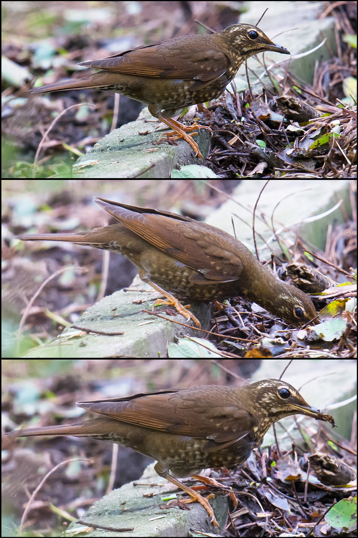 Siberian Thrush