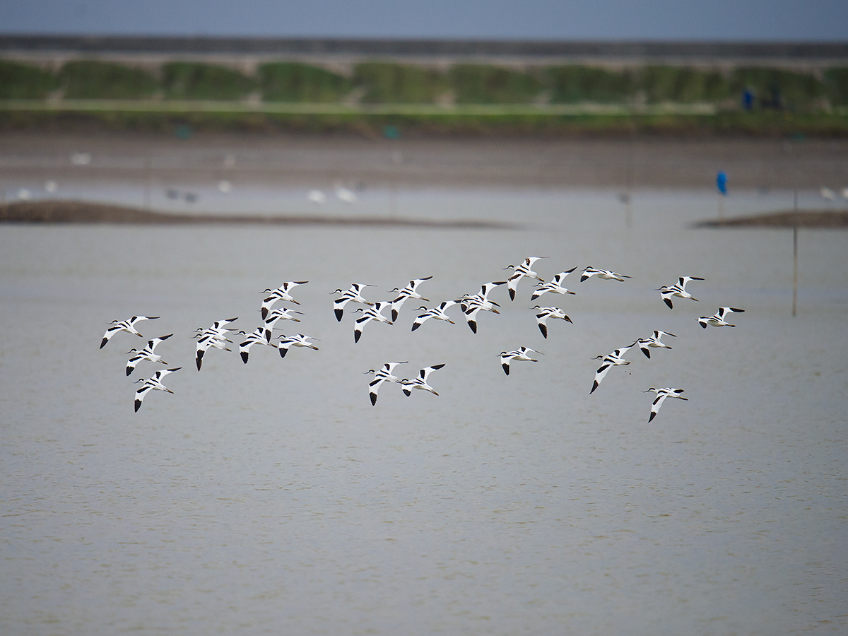 Pied Avocet