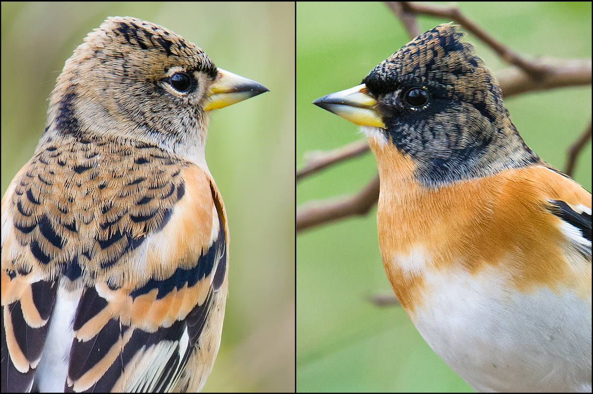 Brambling