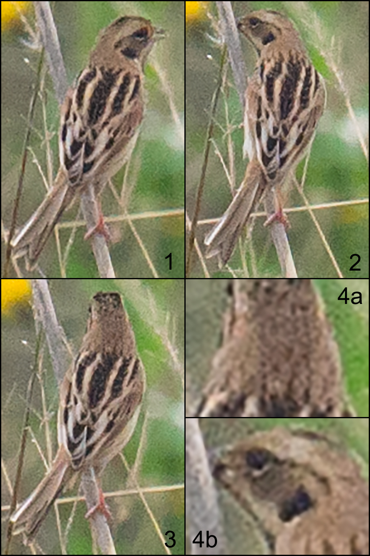 Japanese Reed Bunting Emberiza yessoensis. The IUCN lists it as Near Threatened because of the loss of wetland habitat in its breeding range (which includes Heilongjiang) as well as in its wintering grounds. The continued degradation of the Nanhui coastal marshes is a prime example of the general problems this species faces.