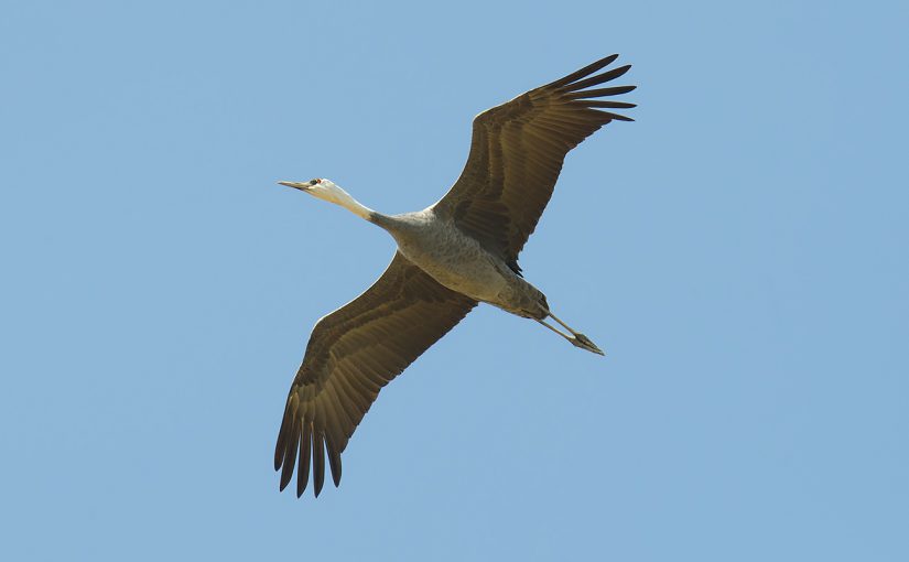 First Mainland Shanghai Record of Hooded Crane