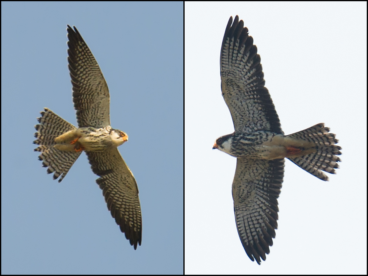 Amur Falcon