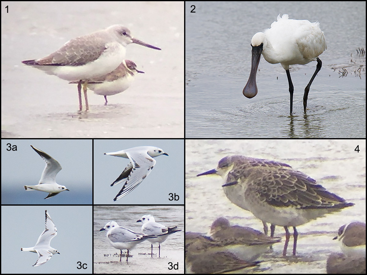 Outstanding birds of at Nanhui, 29 Oct. 2016. Panel 1: Nordmann’s Greenshank. 2: Black-faced Spoonbill. 3a-3d: Saunders's Gull. 4: Ruff. Photos in panels 1, 3d, and 4 by Elaine Du. Others by Craig Brelsford.