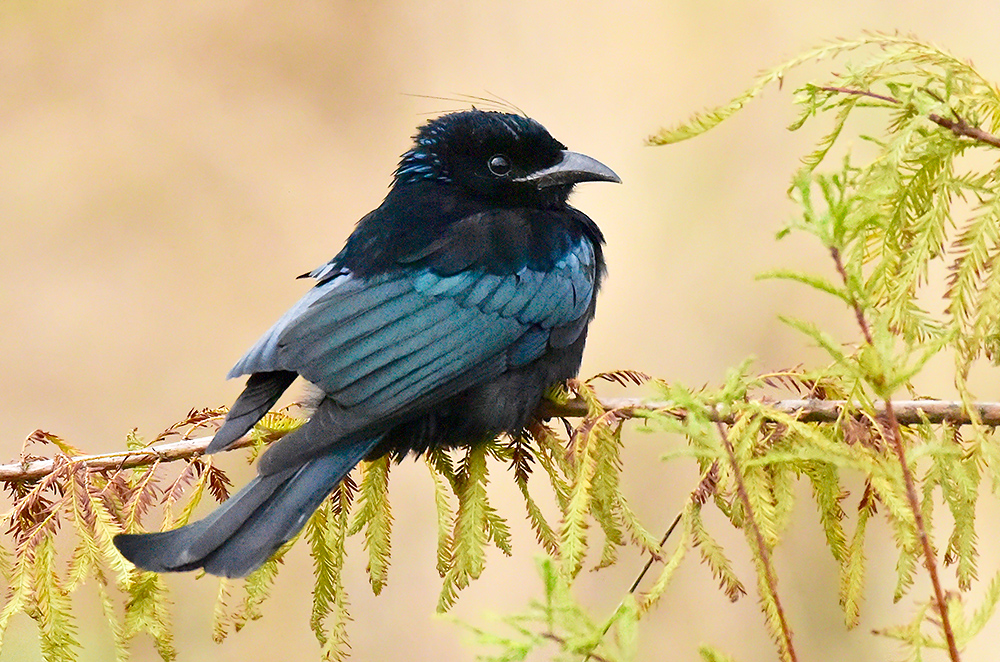 Hair-crested Drongo