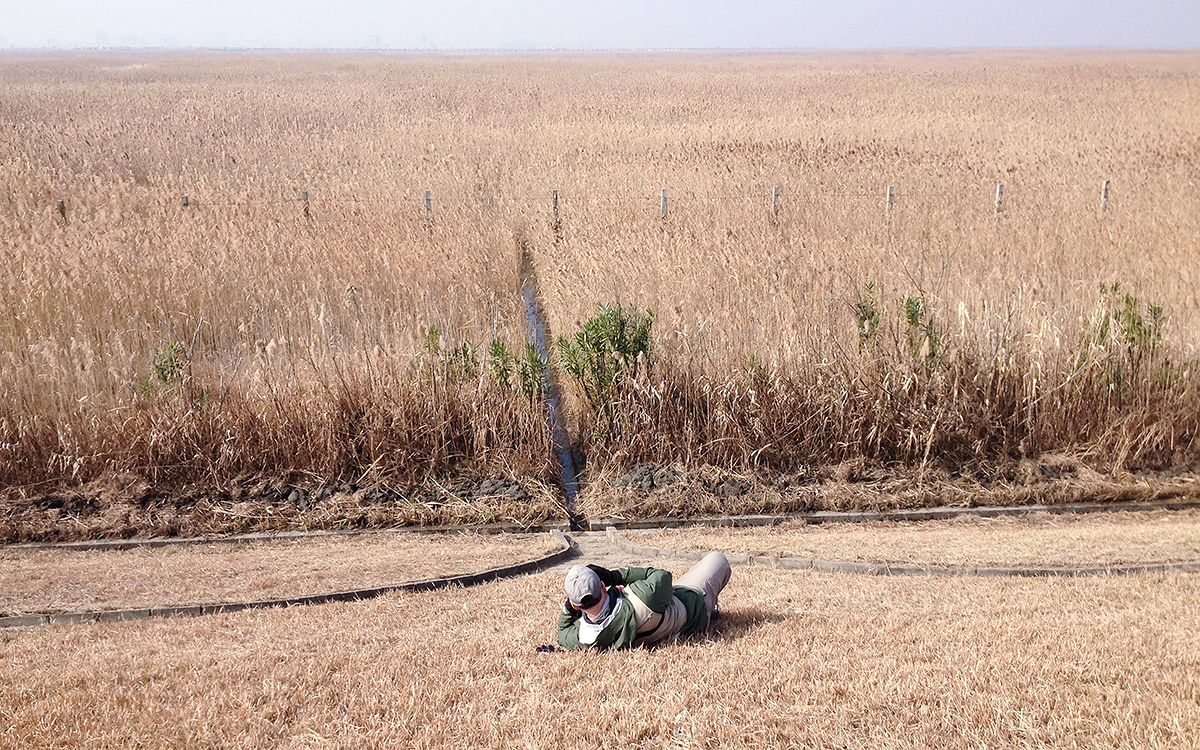 Craig Brelsford searches for Brown-cheeked Rail in one of the extensive reed beds east of Dishui Lake. Photo taken 16 Jan. 2016 by Elaine Du.
