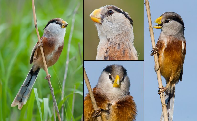 Reed Parrotbill. Far left: Yangkou, Rudong, Jiangsu, May 2010. Upper middle: Yangkou, October 2010. Bottom middle and far right: Nanhui, Shanghai, May 2016.