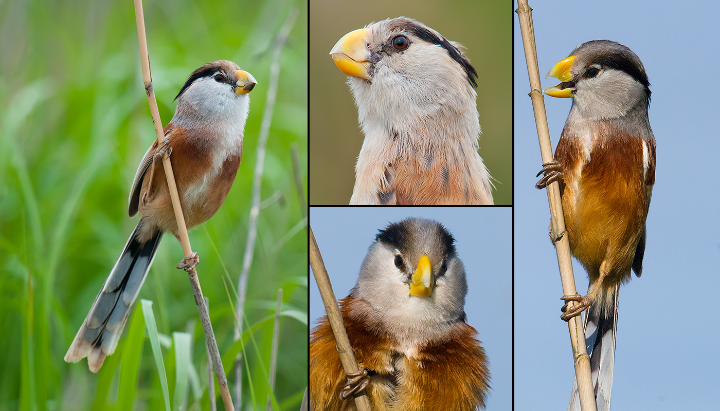 Reed Parrotbill