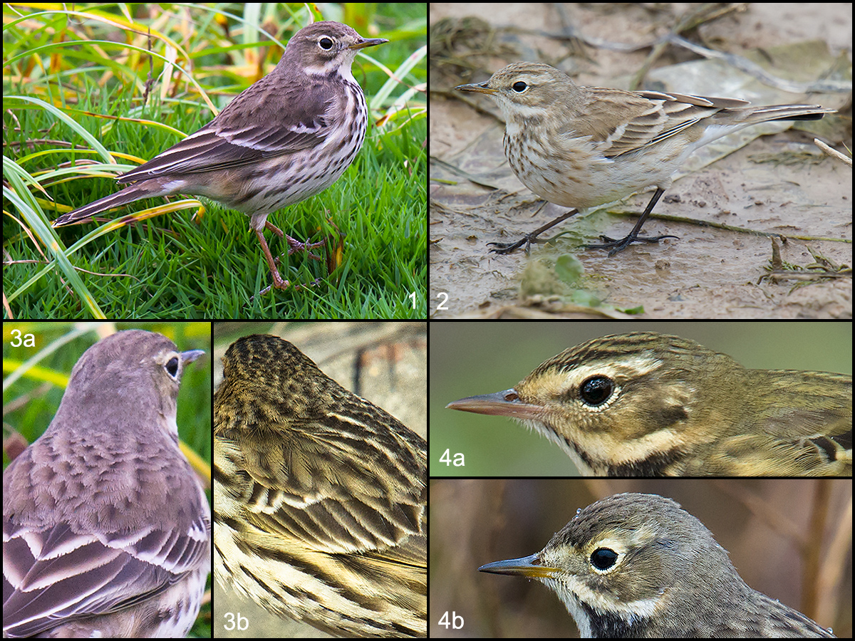 Comparison of Shanghai-area pipits