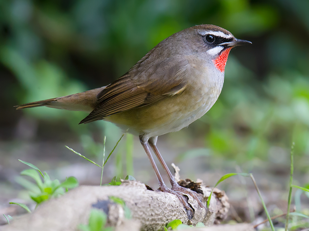 Siberian Rubythroat