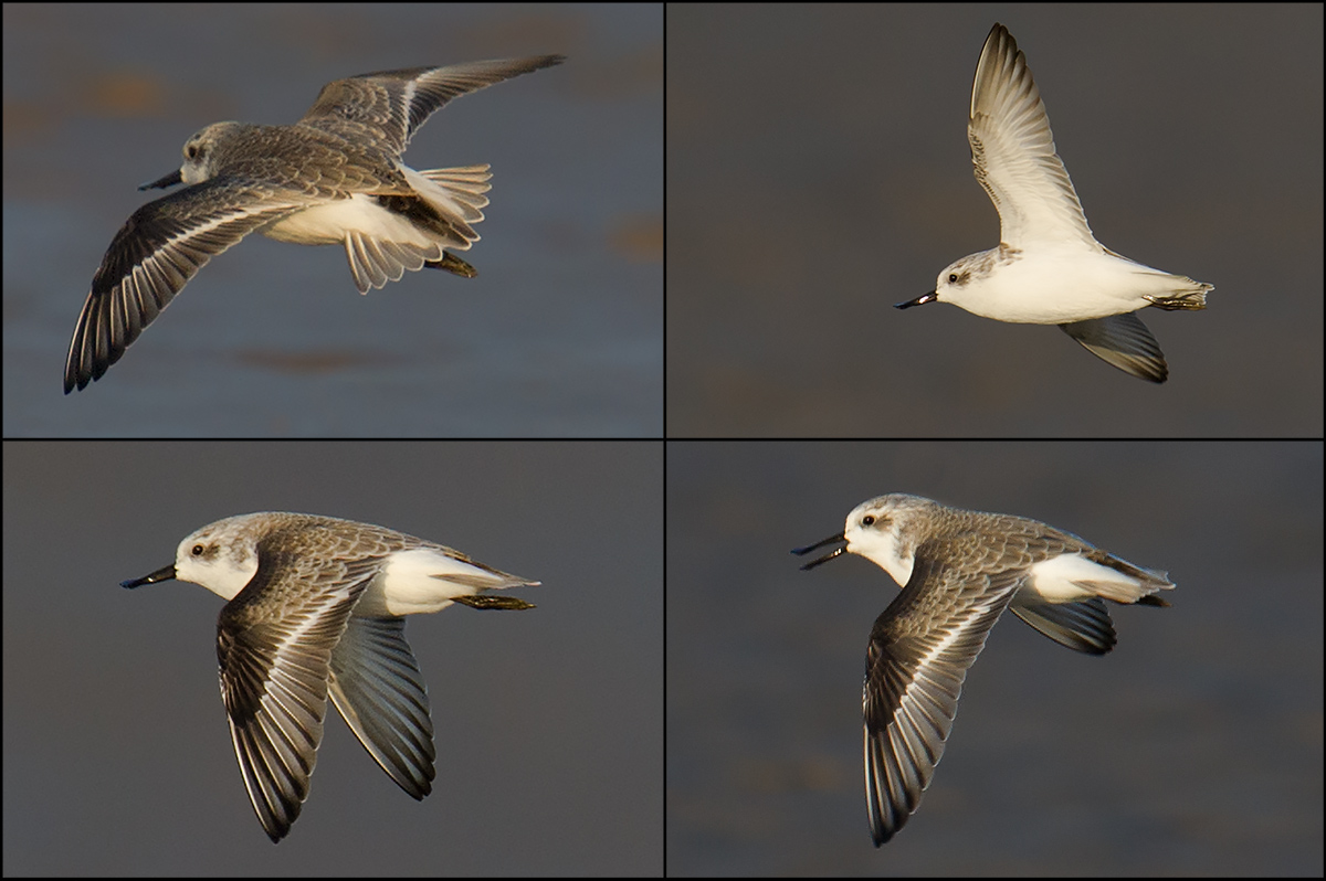 Spoon-billed Sandpiper