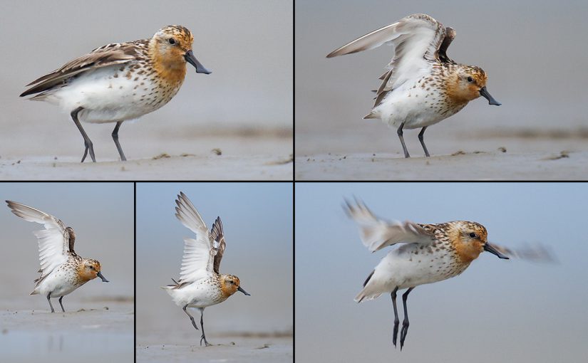 Spoon-billed Sandpiper, Yangkou, Rudong, Jiangsu, 23 Aug. 2011. Photos by Craig Brelsford.