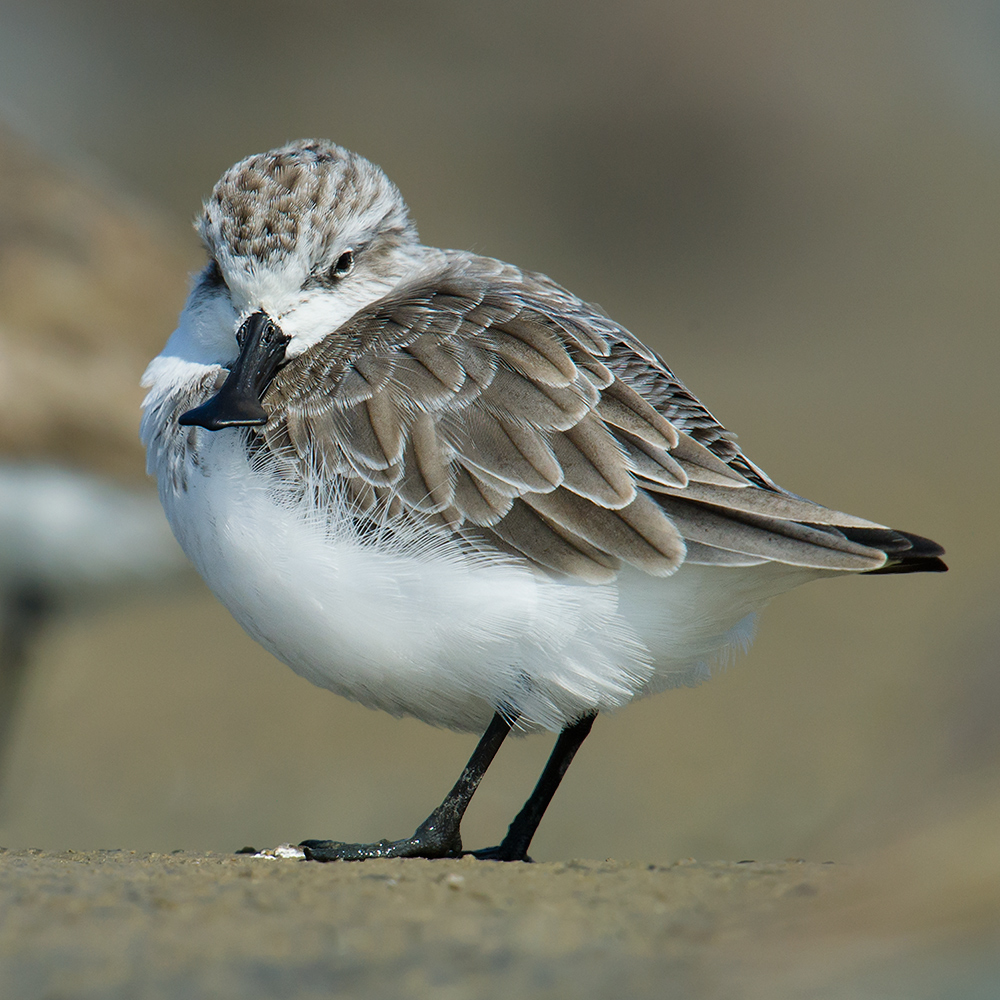 Spoon-billed Sandpiper