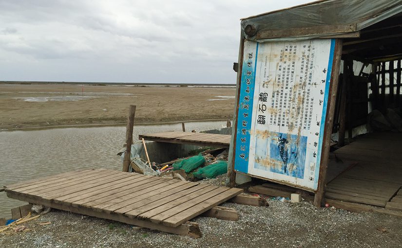 An abandoned sign about Ruddy Turnstone has been turned into a wall by a fisherman for his shack in the defunct nature reserve at Nanhui. 9 Nov. 2016. Photo by Craig Brelsford.
