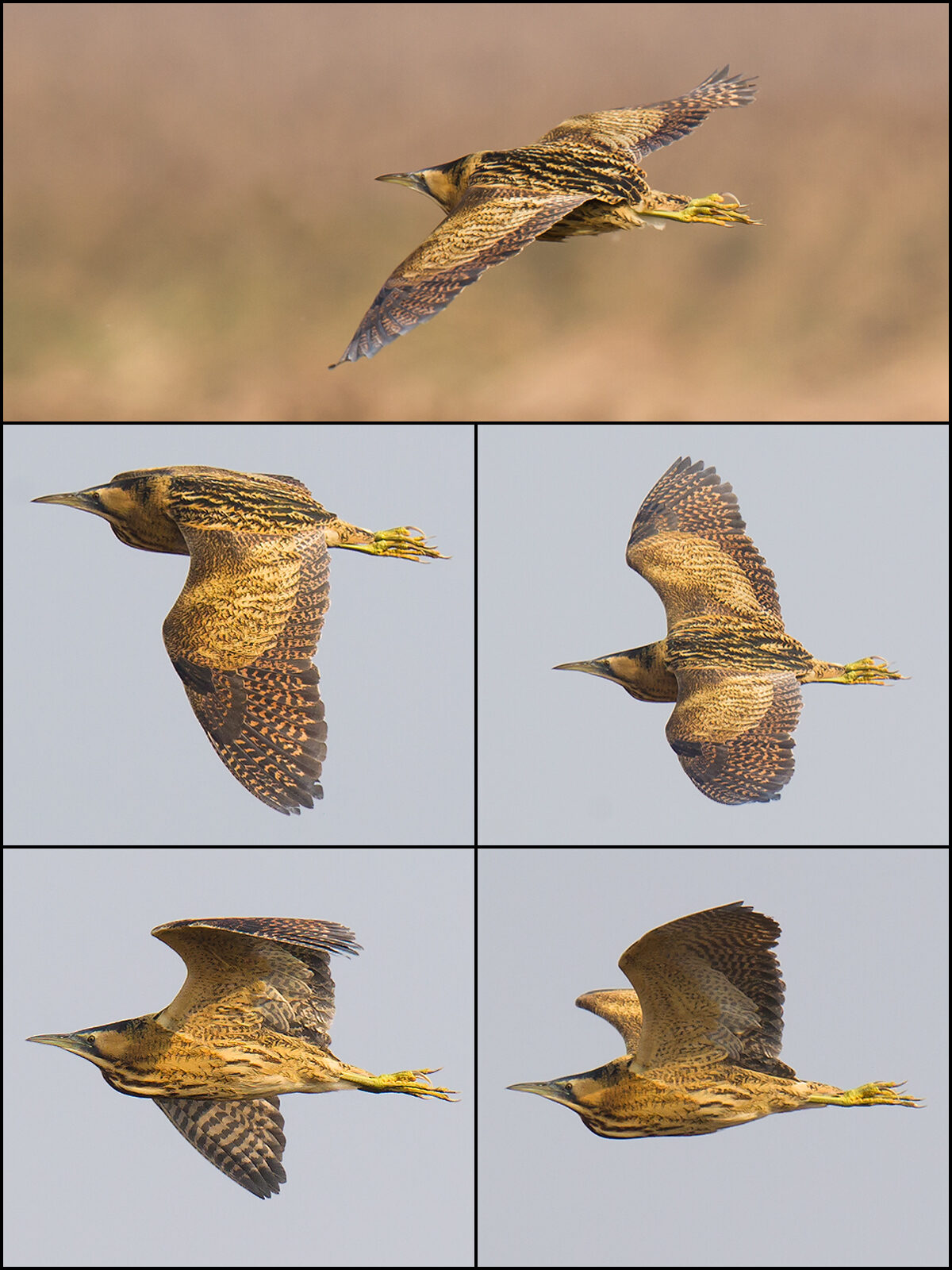 Eurasian Bittern