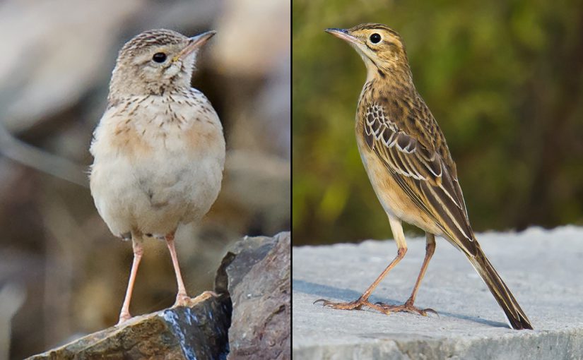 Blyth's Pipit (L) and Richard's Pipit. Craig Brelsford.