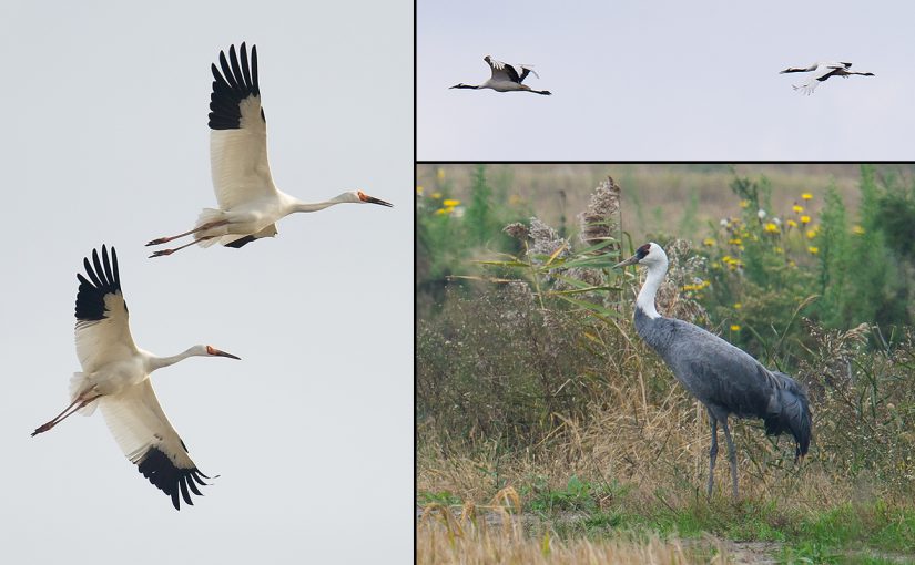 Three species of crane have made unexpected appearances in Shanghai in November and December 2016. Photos by Craig Brelsford.