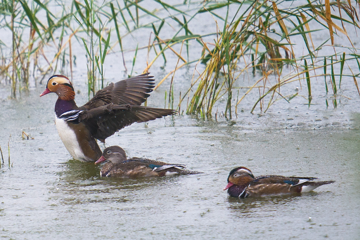 Mandarin Duck