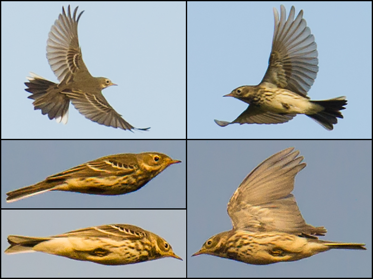 Buff-bellied Pipit in flight