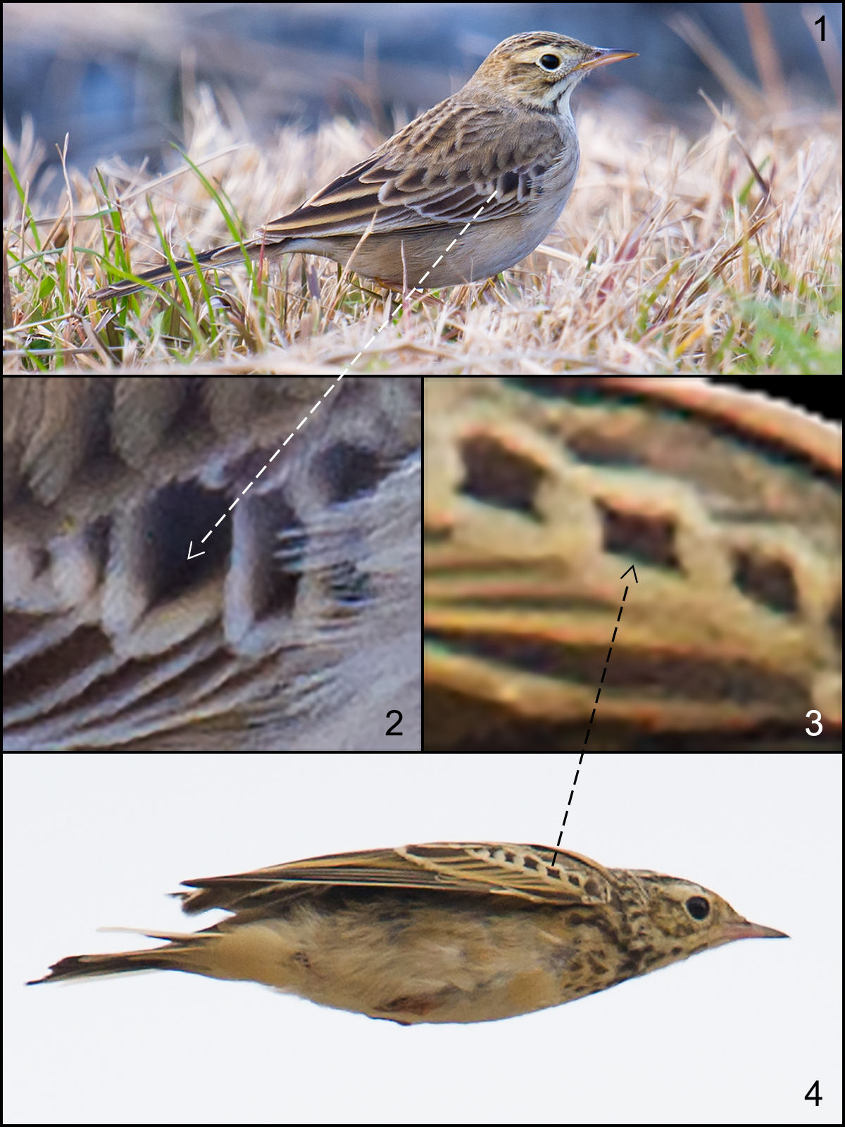Comparison of pipits
