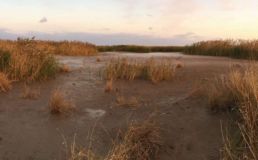 Undisturbed reed bed along Dazhi River at Cape Nanhui, 28 Nov. 2016. Photo by Craig Brelsford.