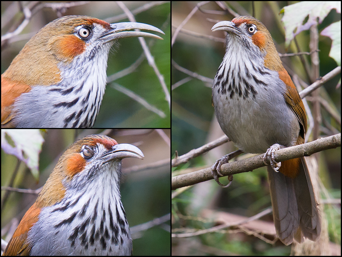 Grey-sided Scimitar Babbler