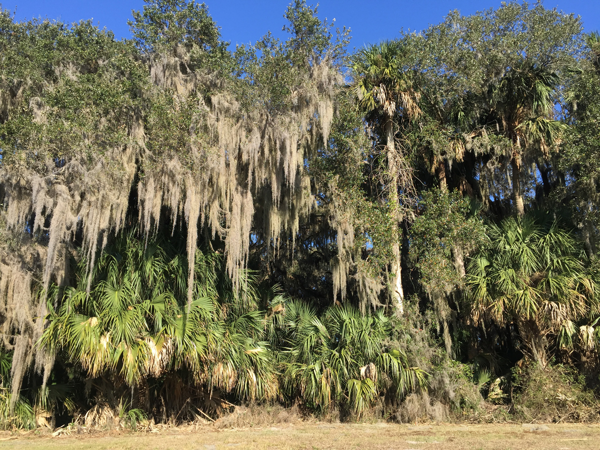 Forest habitat, Gemini Springs Park, Volusia County, Florida, 28 Jan. 2017.