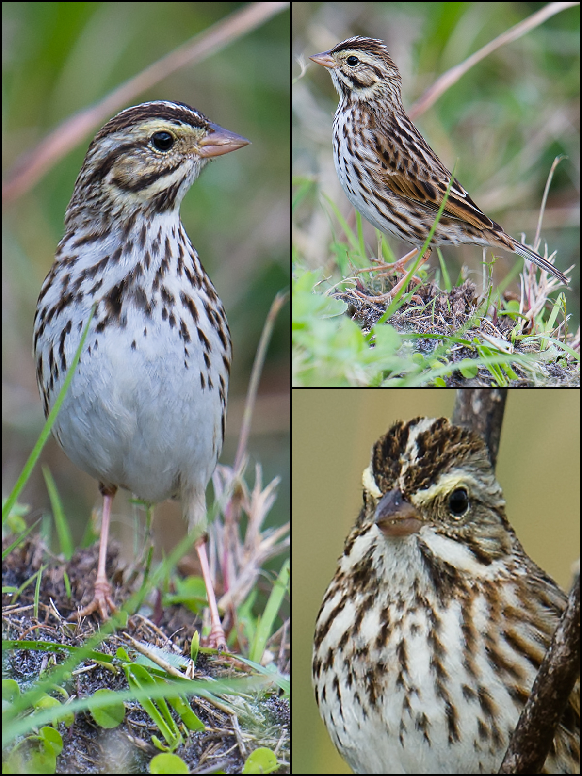 Savannah Sparrow, 26 Jan. 2017, Lake Woodruff National Wildlife Refuge.