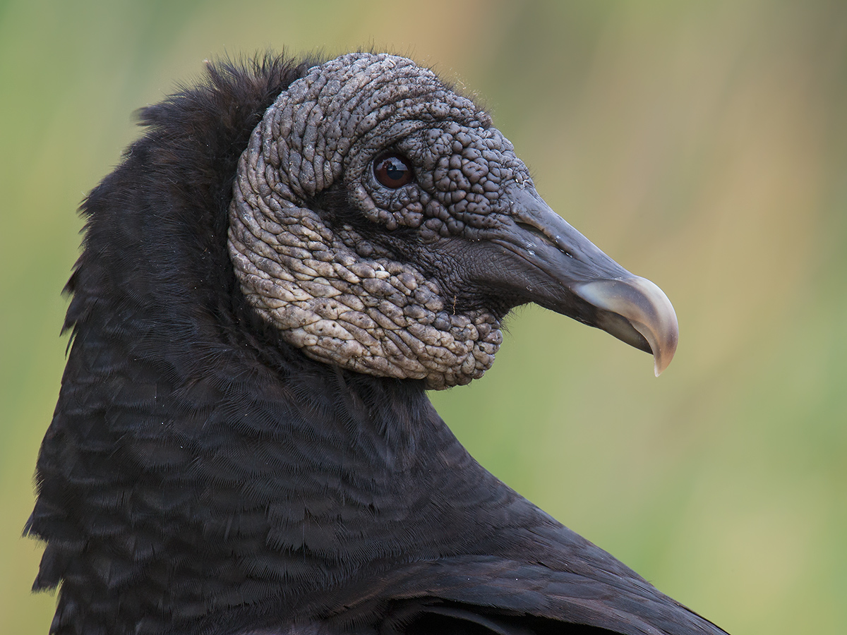 Black Vulture (adult), Lake Woodruff National Wildlife Refuge, 26 Jan. 2017.