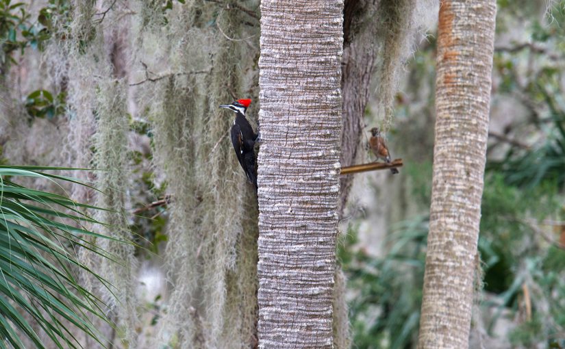 Pileated Wood pecker in classic Florida hammock habitat, Gemini Springs Park, 22 Jan. 2017.