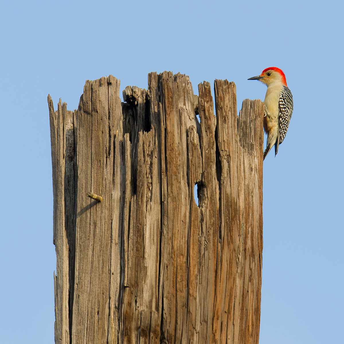 Red-bellied Woodpecker, 27 Jan.